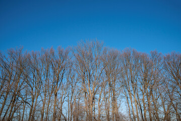 Tall bare trees against a pale winter sky