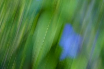 青い花の幻影、緑の中で揺らめく光