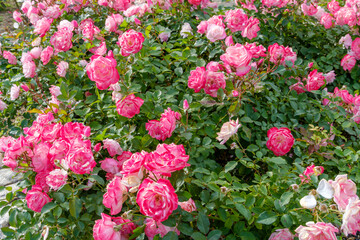 薔薇の咲く庭、ピンクと白のコントラスト