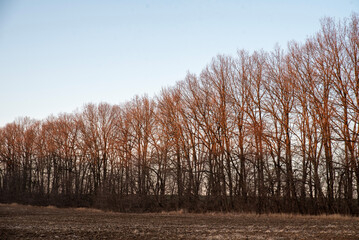 Maple trees without leaves stand in a row in winter against the sky