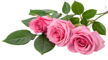Beautiful Pink Roses with Green Leaves on a White Background for Floral Design and Decoration