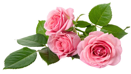 Pink Roses with Fresh Green Leaves on a White Background for Floral Arrangement and Decoration