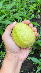 Someone hand is harvesting ripe guava (Psidium guajava). Concept for agriculture, urban farming.