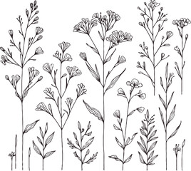 PNG Vintage Sketch Botanical Illustration, outline black and white flower, floral drawing wild flowers. Set contour leaves and buds. Plants line art pattern cosmos, Chamomile, daisies, grasses, stems