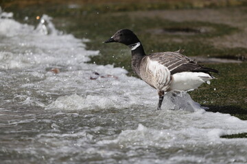 The brant or brent goose (Branta bernicla orientalis) is a small goose of the genus Branta. This photo was taken in Japan.