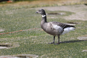 The brant or brent goose (Branta bernicla orientalis) is a small goose of the genus Branta. This...