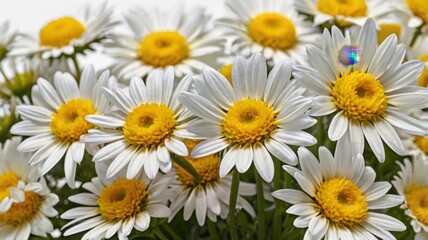 Fototapeta premium Cluster of Lemon Yellow Daisies Isolated on White Background with Sharp Details and Bright Lighting