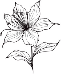 PNG Sketch Illustration, outline black and white flower, floral drawing of wild flowers, Doodle Set of leaves and buds Floral Art of Plants, line art lily pattern