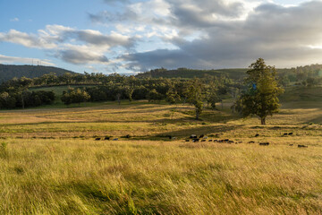 Stud beef angus cows in a field on a farm in England. English cattle in a meadow grazing on pasture...