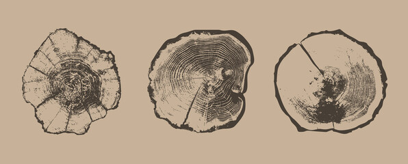 Cross sections of tree rings. Collection of tree stumps isolated. Slices of tree with growth rings, slabs of tree trunk. Natural cut wood. Ring pattern, wood texture. Vector design background elements © Volha