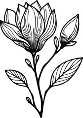 PNG Hand drawn magnolia sketch, buds flower, leaf, set of flowers vector, illustration outline drawing, botanical black and white line art, lineart leaves and stems in engraving style