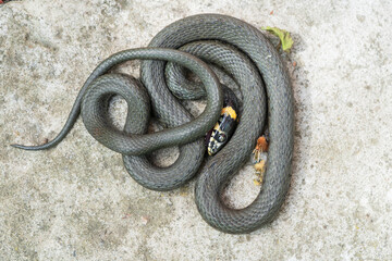 Common grass snake (Natrix natrix).The snake plays dead.