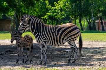 zebra wild animals. a large zebra and a small one. mother and child standing on a run of green grass at the zoo