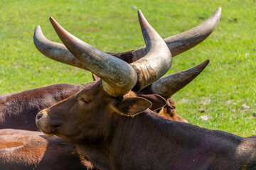 watussi, a breed of farm cattle from Africa. cattle with big horns.