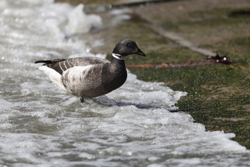 The brant or brent goose (Branta bernicla orientalis) is a small goose of the genus Branta. This...