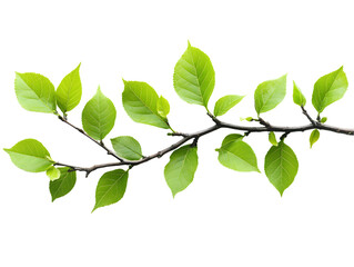 Obraz premium Fresh Spring Branch with Vibrant Green Leaves