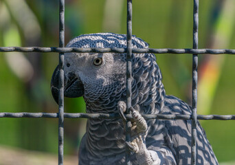 African grey parrot behind metal cage bars in zoo enclosure watching surroundings closely calm...