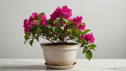 Small Bougainvillea Shrub in Ceramic Pot with Pink Flowers and Green Leaves Isolated Against a Neutral Background