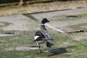 The brant or brent goose (Branta bernicla orientalis) is a small goose of the genus Branta. This...