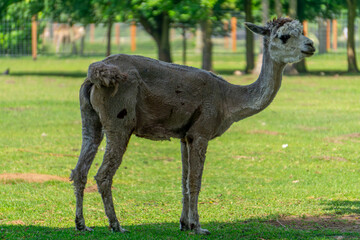 Fototapeta premium mammal, wild animal mountain llama standing sideways on green grass on a beautiful spring summer day