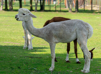 white llama grazing on the grass in a herd on a beautiful spring day. wild mountain herd animals. mammals.