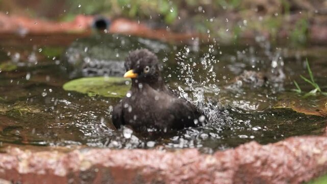 Sooty thrush, Turdus nigrescens, brown bird cleaning in the water, Talamaca NP in Costa Rica. Brown bird in the tropics forest. Bird behaviour in nature, wildlife. Birdwatching in central America. 