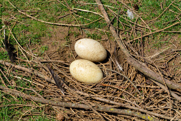 a nest for incubating eggs in natural conditions. large ostrich eggs lying on the ground