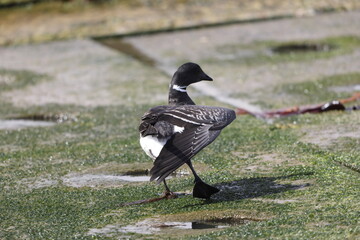 The brant or brent goose (Branta bernicla orientalis) is a small goose of the genus Branta. This...