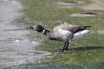 The brant or brent goose (Branta bernicla orientalis) is a small goose of the genus Branta. This photo was taken in Japan.