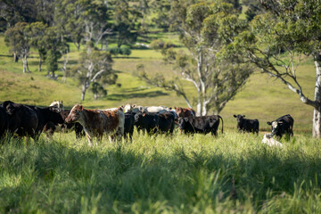 Stud beef cows in a field on a farm in England. English cattle in a meadow grazing on pasture in...