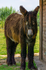 poitoi donkey standing near a wooden shed in the countryside. portrait of a donkey animal from the front
