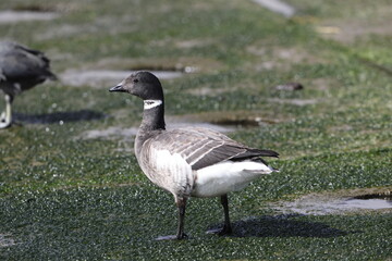 The brant or brent goose (Branta bernicla orientalis) is a small goose of the genus Branta. This photo was taken in Japan.