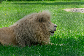Fototapeta premium resting white lion. beautiful majestic wild animal lying on green grass on a sunny summer day. a predator licking its lips after a meal