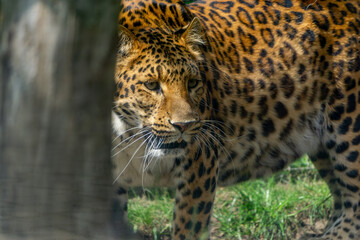 Fototapeta premium a leopard hidden behind a tree, a leopard lurking for its prey. big, huge, majestic predatory animal on the hunt. wild animal.