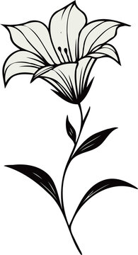 recommend clip art: PNG, Hand drawn Morning Glory sketch, bluebell buds flower, leaf, set of bell flowers vector, illustration outline drawing, botanical black and white line art, lineart leaves and stems in engraving