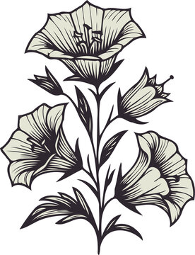 recommend clip art: PNG, Hand drawn Morning Glory sketch, bluebell buds flower, leaf, set of bell flowers vector, illustration outline drawing, botanical black and white line art, lineart leaves and stems in engraving