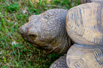 desert tortoise, large tortoise. wild land animal sitting on green grass. portrait of a turtle with...