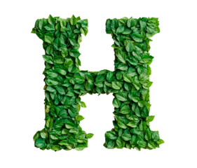 Letter H made with leaves isolated on transparent background