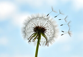 Obraz premium Eine filigrane Pusteblume vor blauem Himmel, während ihre Samen sanft vom Wind davongetragen werden – ein Symbol für Leichtigkeit, Freiheit und Vergänglichkeit. Generative KI
