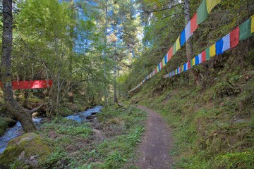 Ancient Takin Trail in Bhutan