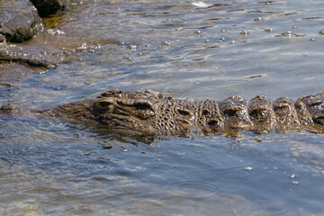 Nile crocodile, one of the most dangerous animals in the world, found in Africa. powerful...