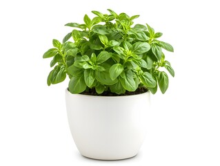 Naklejka premium Lush Green Basil Plant in White Pot Against White Background