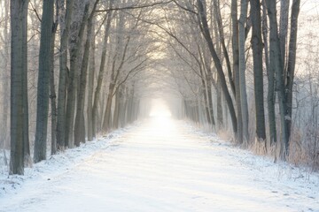 quiet moment in snowy forest bare branches of trees forming natural canopy over pristine path
