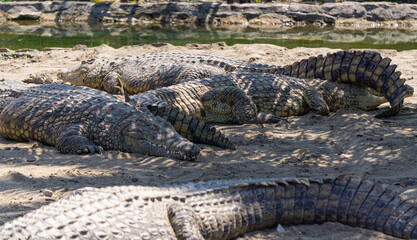 Nile crocodile, one of the most dangerous animals in the world, found in Africa. a powerful...