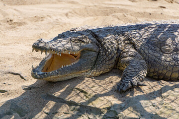 Nile crocodile, one of the most dangerous animals in the world, found in Africa. a powerful aggressive reptile while resting and basking on the sand. wild animal.