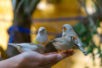 wild birds sitting on a man's hand and eating grain. exotic birds and man. Timorese zebra finch,...