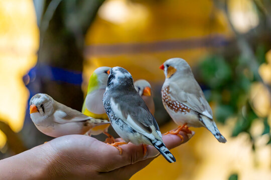 Colorful zebra finches perched on keeper hand during feeding in zoo aviary close view