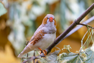 wild bird called Timor zebra finch sitting on a branch. a beautiful exotic, colorful wild bird living in Australia