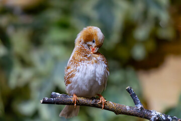 wild bird called Timor zebra finch sitting on a branch. a beautiful exotic, colorful wild bird living in Australia. beautiful blurred background of exotic leaves