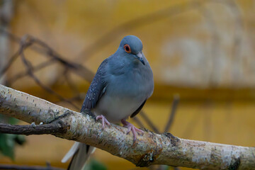 wild exotic bird diamond dove sitting on a branch. bird portrait